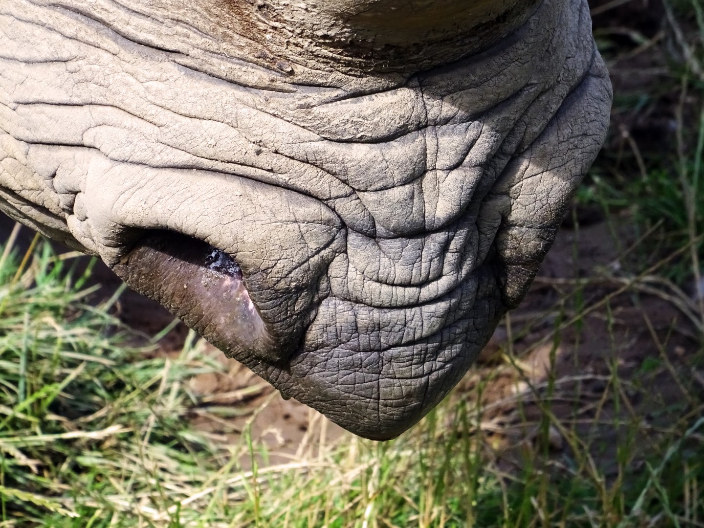 Eastern Black Rhinoceros nostril shot, July 2019