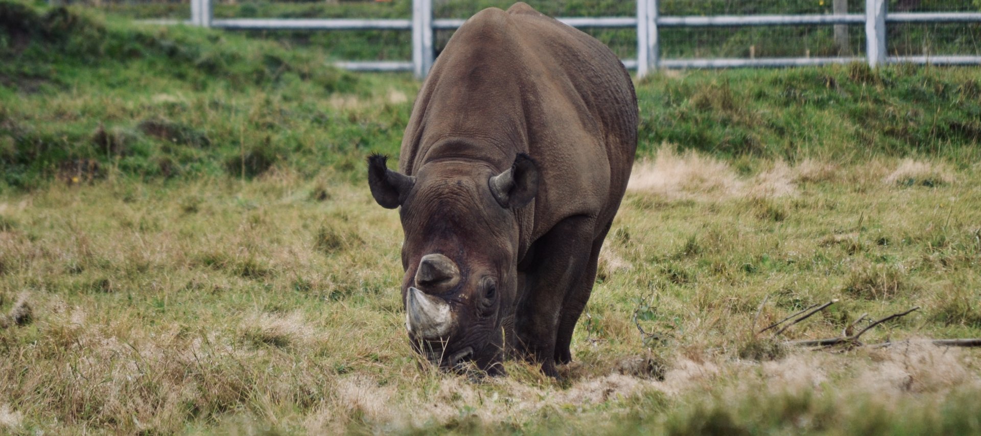 Eastern Black Rhinoceros - October 2020