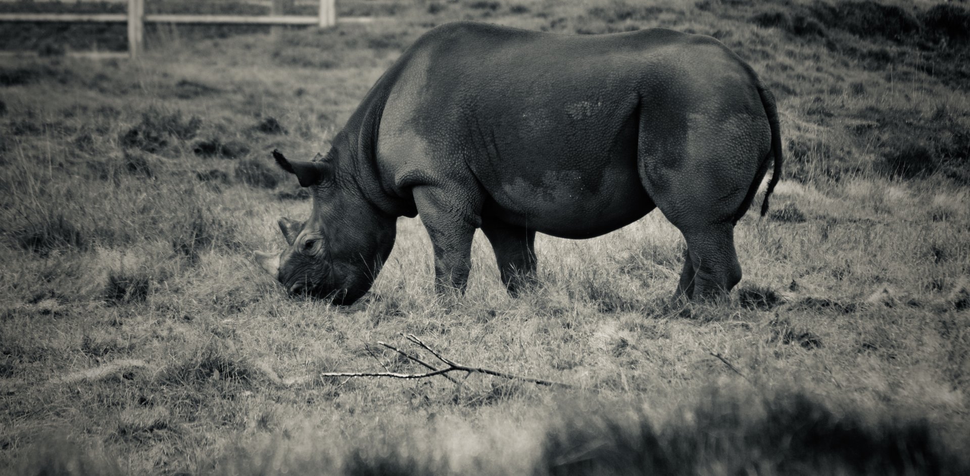 Eastern Black Rhinoceros - October 2020