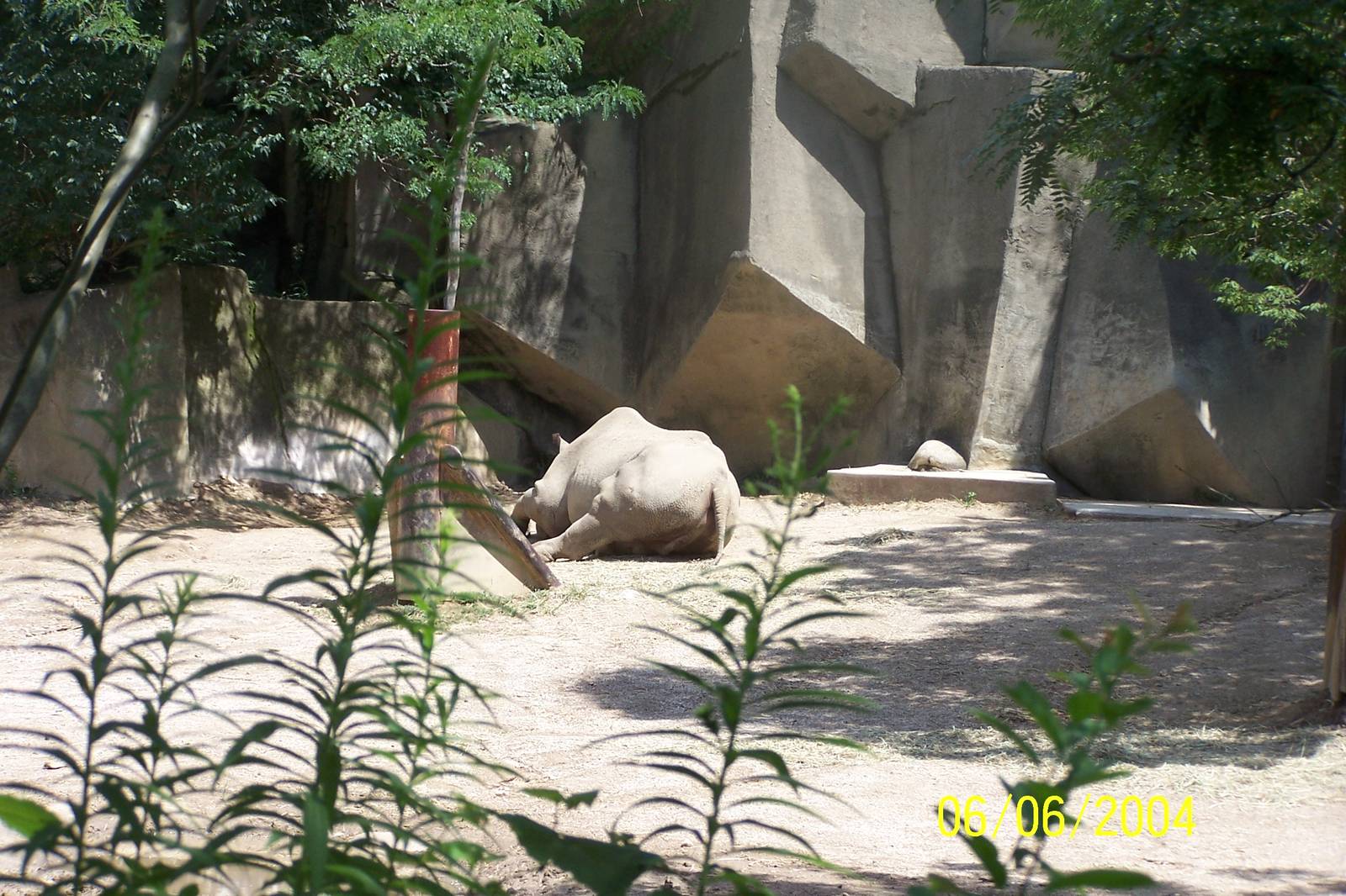 Eastern Black Rhinoceros ~ Pachyderm Building