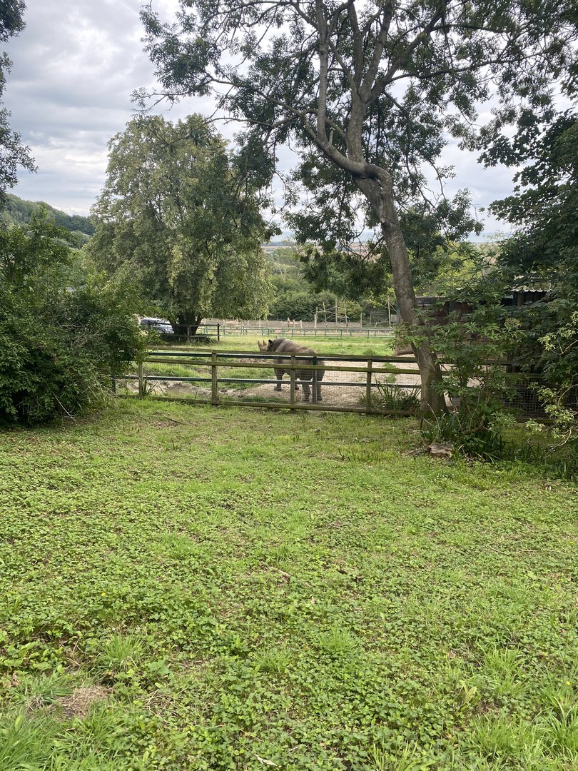 Eastern Black Rhinoceros - Rosie