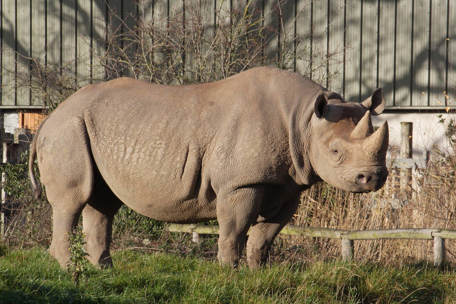 Eastern black rhinoceros 'Sammy'