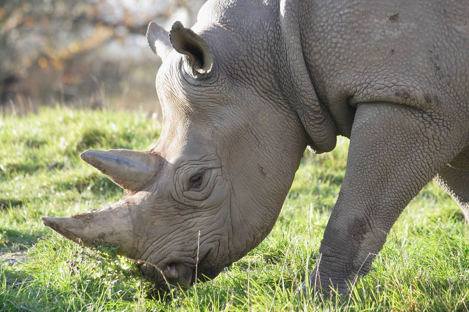 Eastern black rhinoceros 'Sammy'