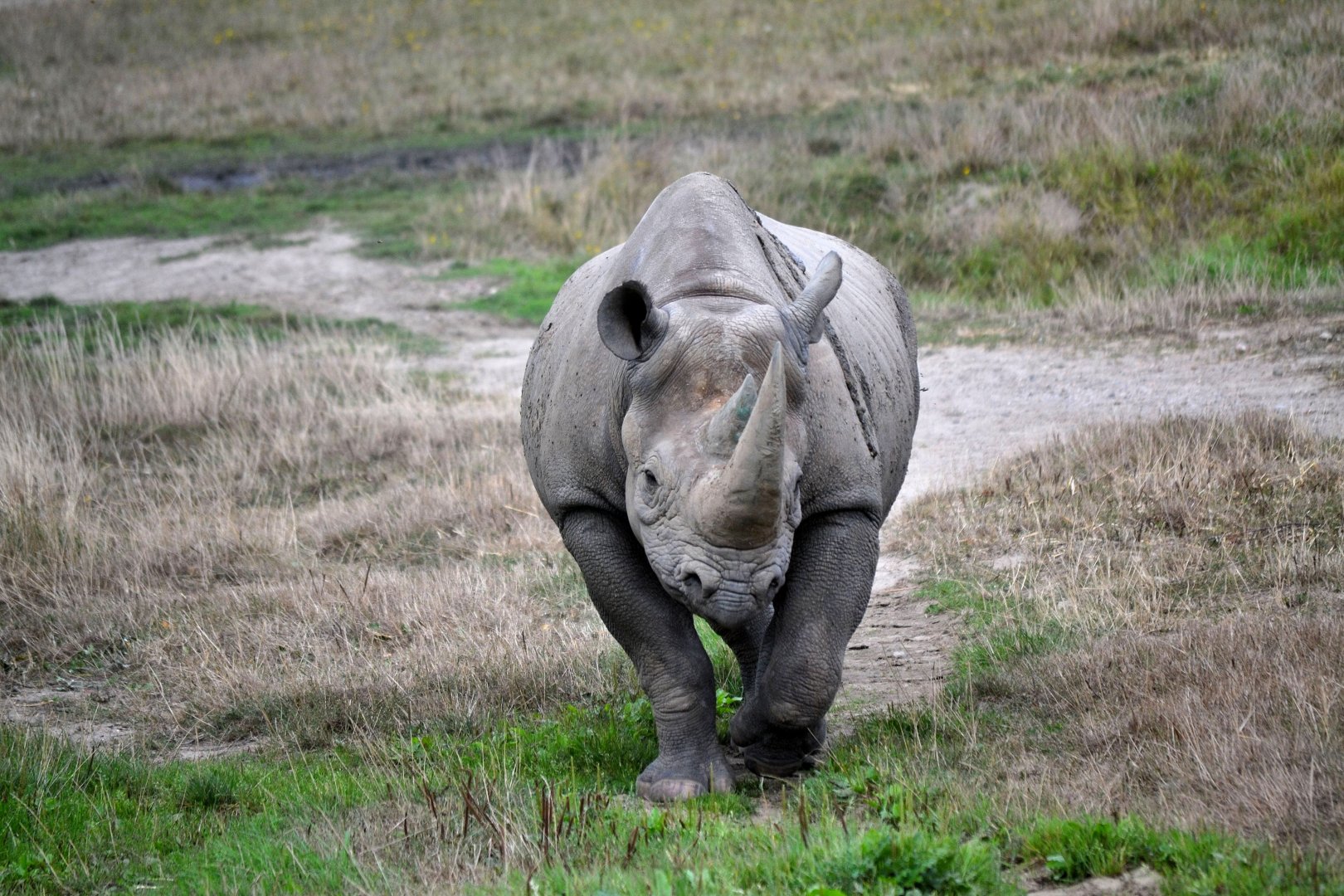 Eastern Black Rhinoceros - September 2016