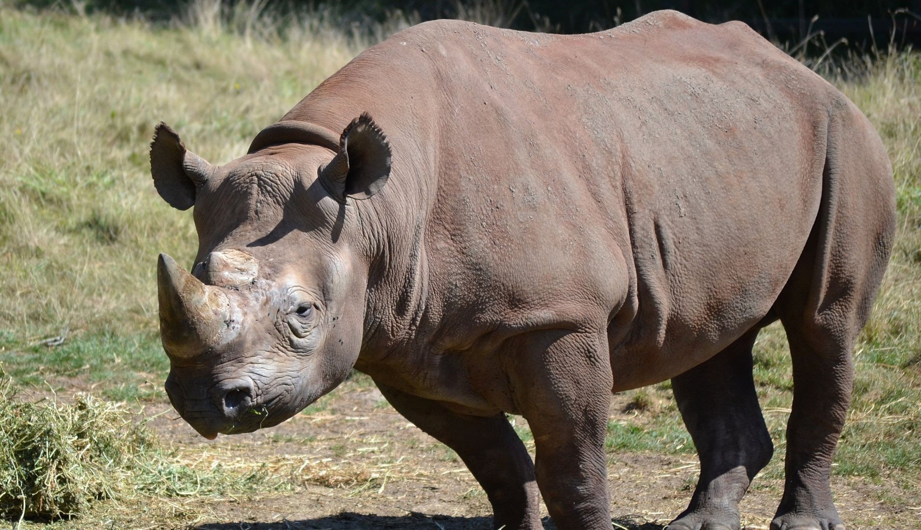 Eastern Black Rhinoceros - September 2016