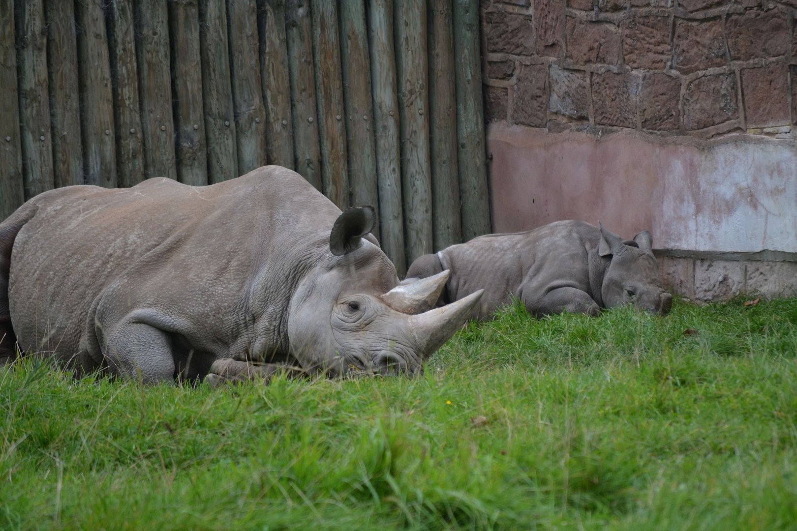 Eastern Black Rhinoceros - September 2017