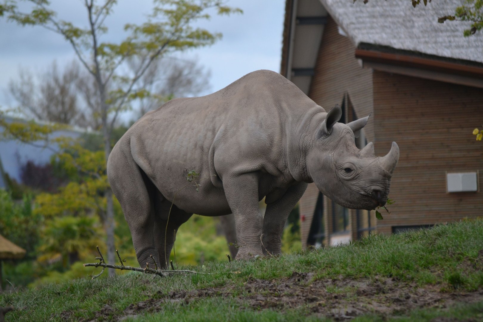 Eastern Black Rhinoceros - September 2017