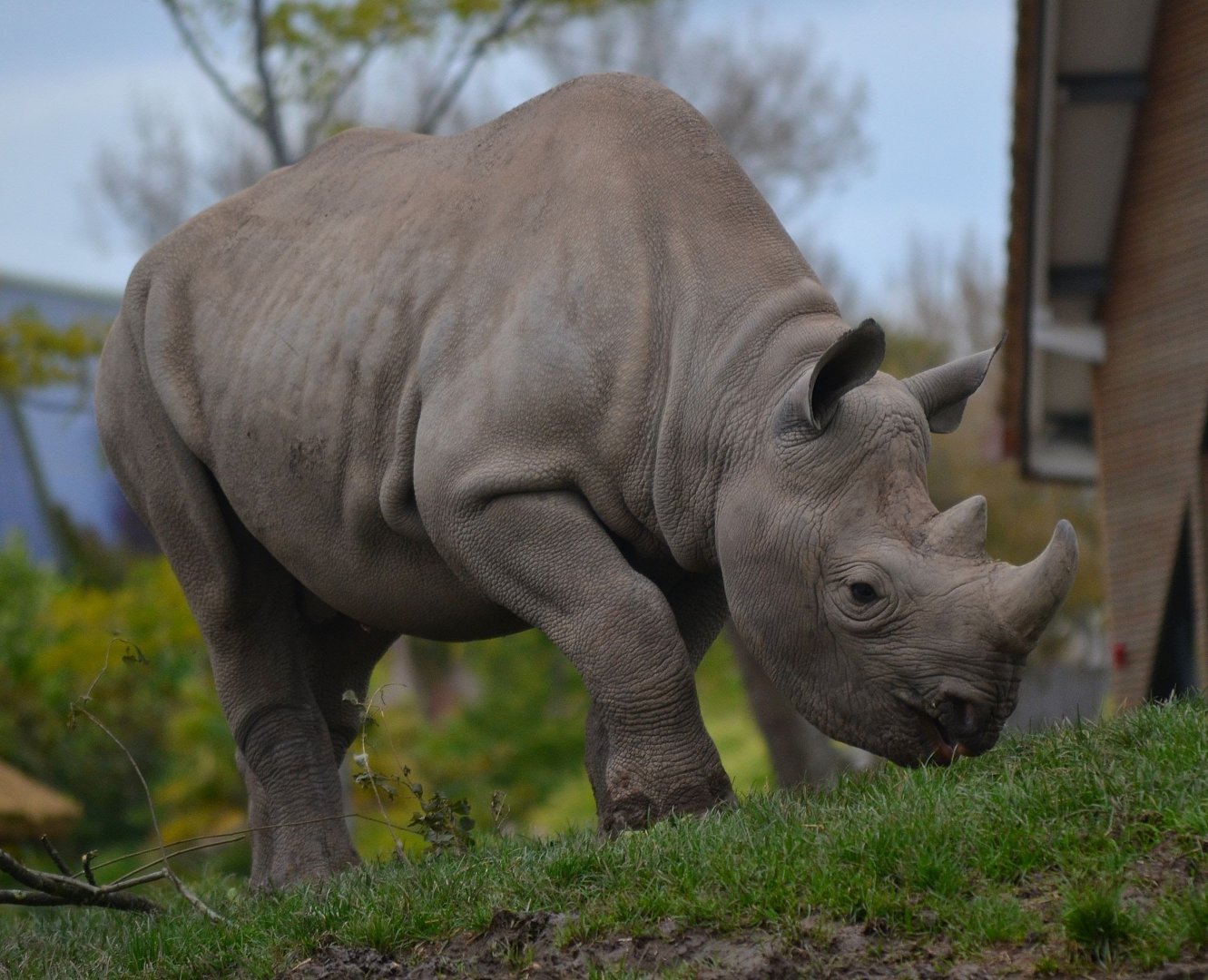 Eastern Black Rhinoceros - September 2017