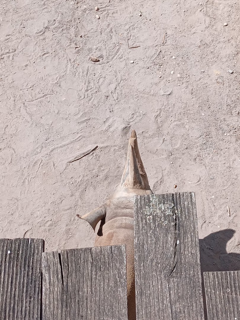 Eastern Black Rhinoceros Under Bridge