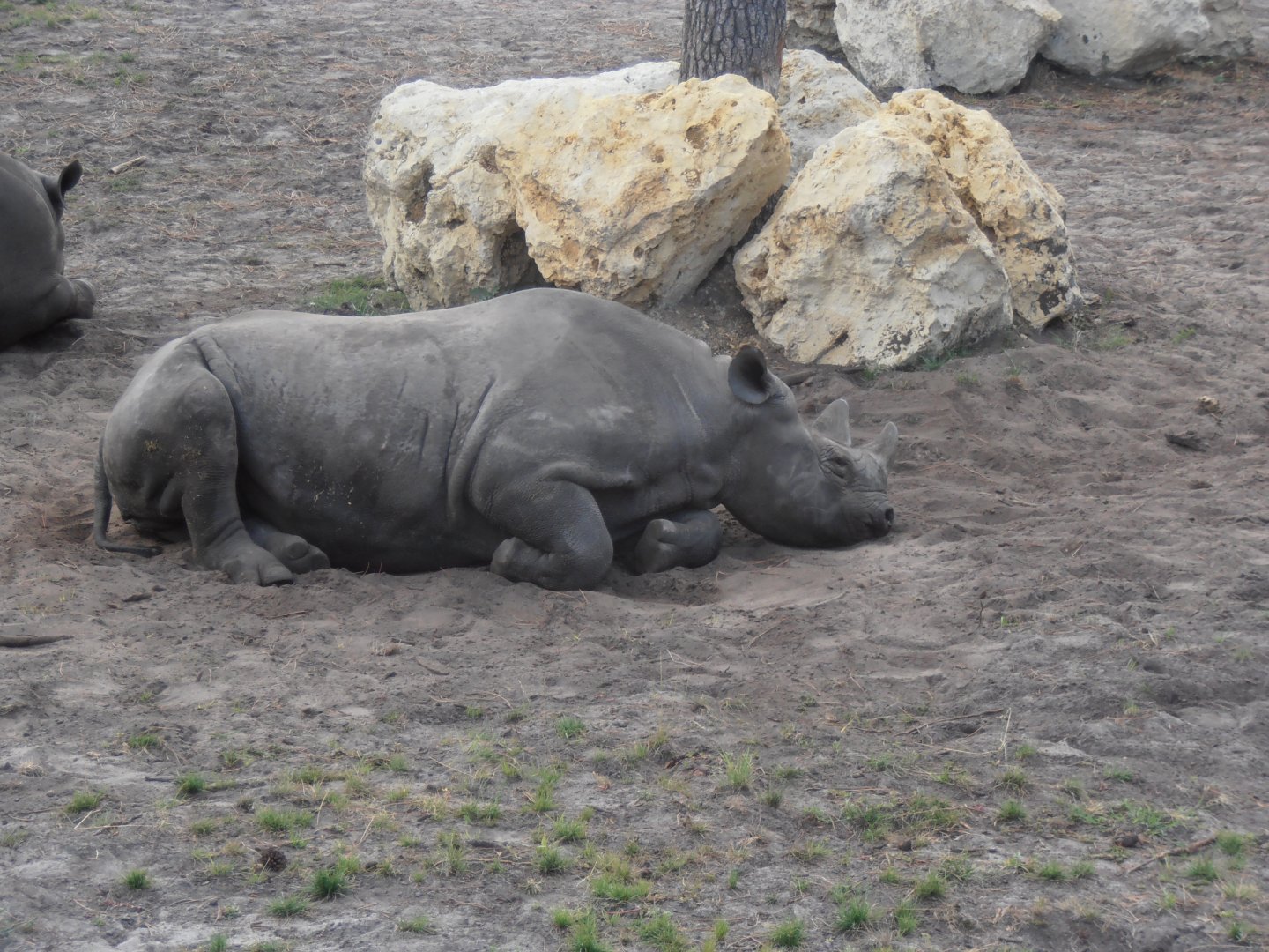Eastern black rhinoceros-Zoo Bassin D'Arcachon (2012)