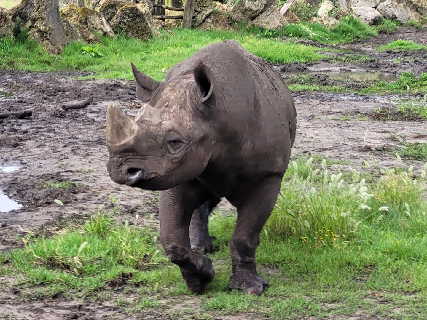 Eastern black rhinoceros -Zoo du bassin d'Arcachon (2024)
