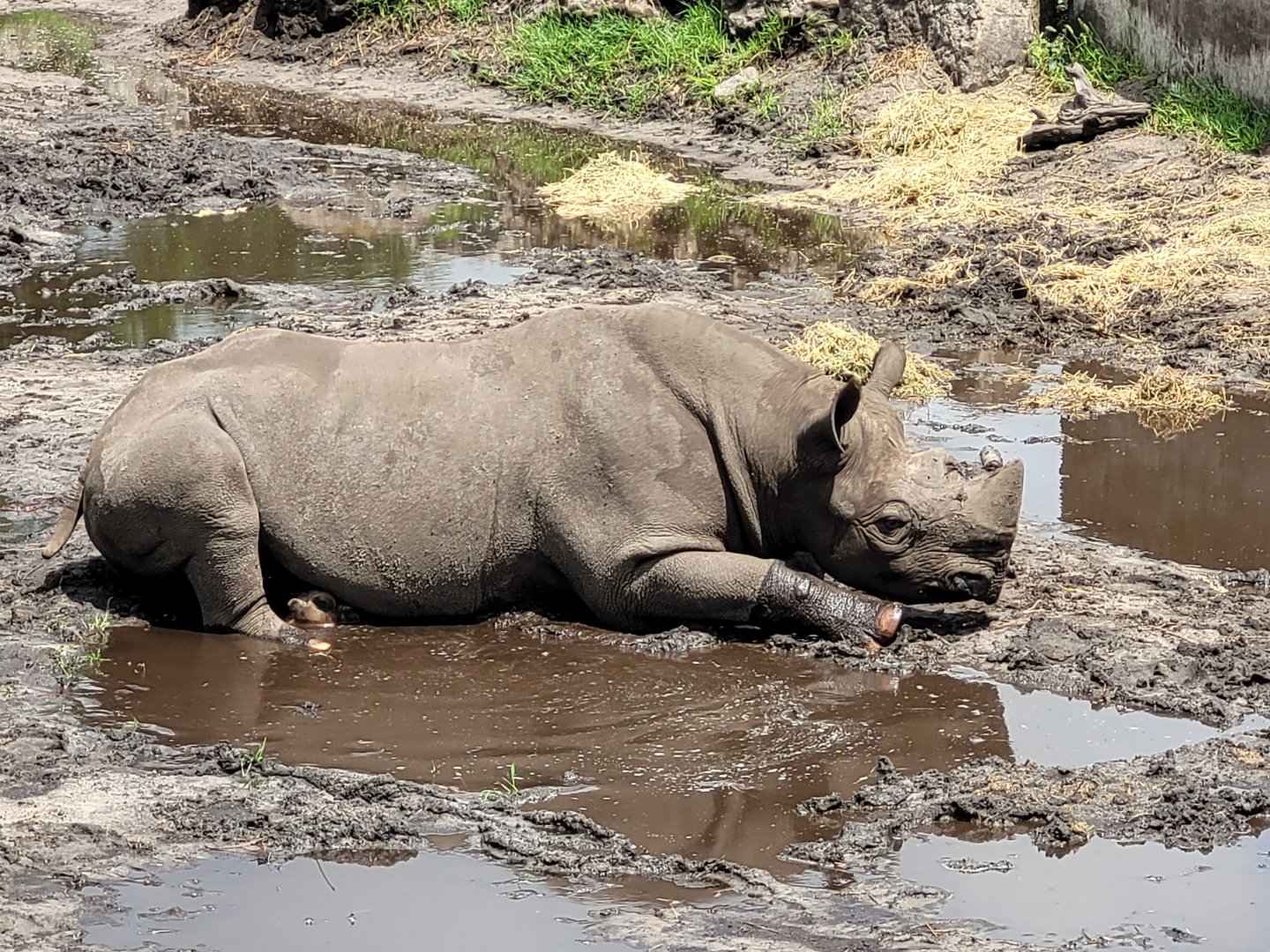 Eastern black rhinoceros -Zoo du bassin d'Arcachon (2024)