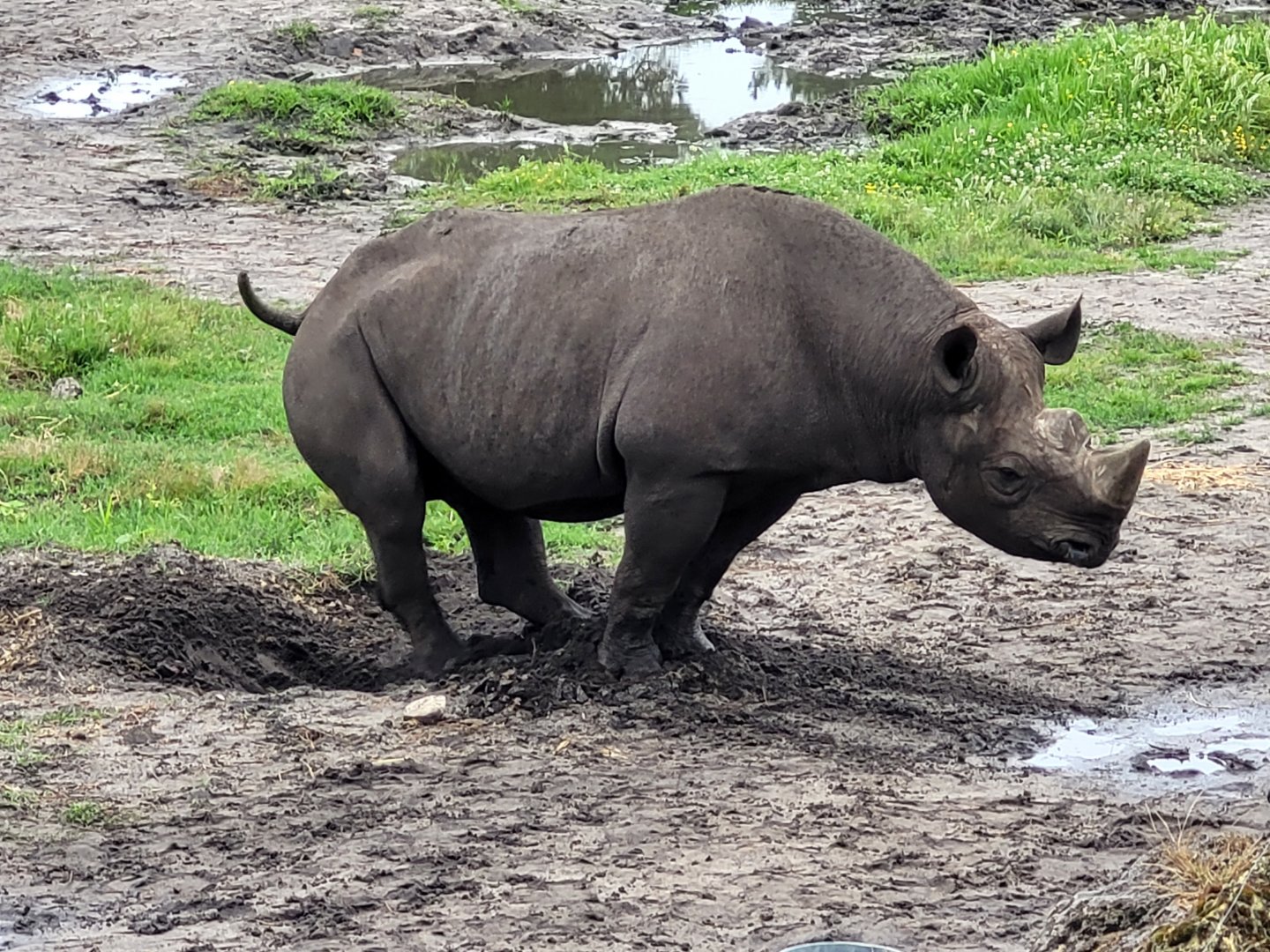 Eastern black rhinoceros -Zoo du bassin d'Arcachon (2024)