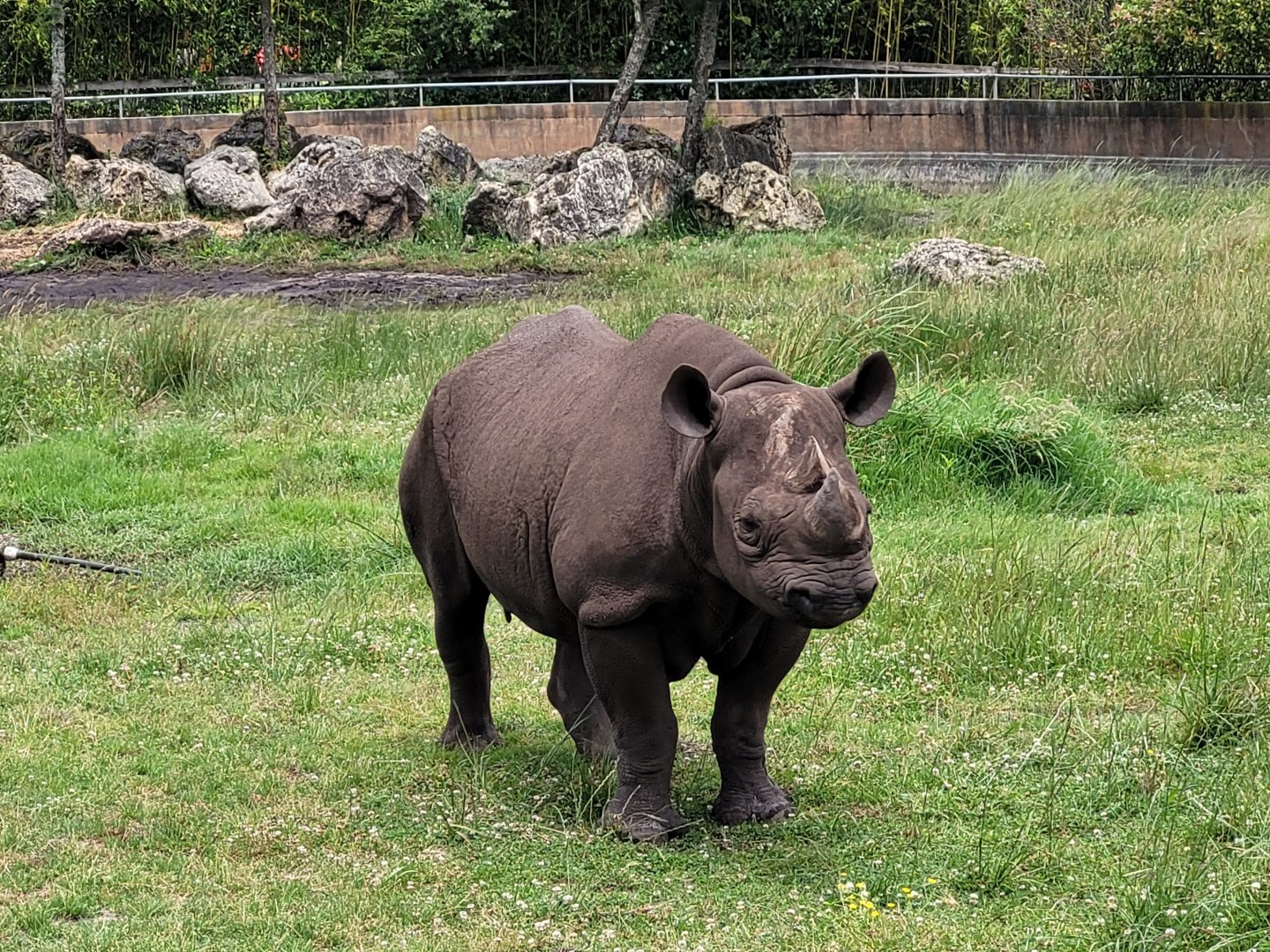 Eastern black rhinoceros -Zoo du bassin d'Arcachon (2024)