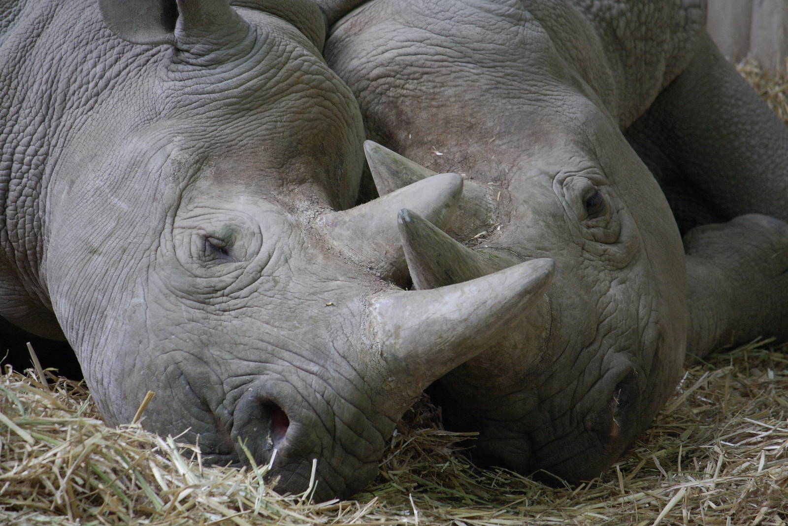 Eastern black rhinoceros