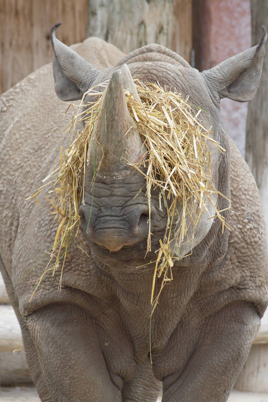 Eastern black rhinoceros