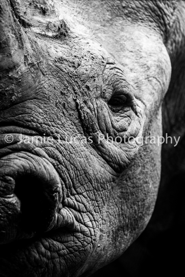Eastern Black Rhinoceros