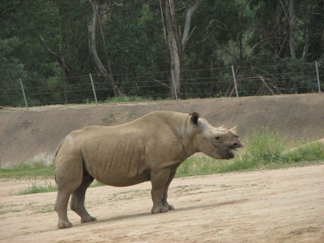 Eastern black rhinoceros