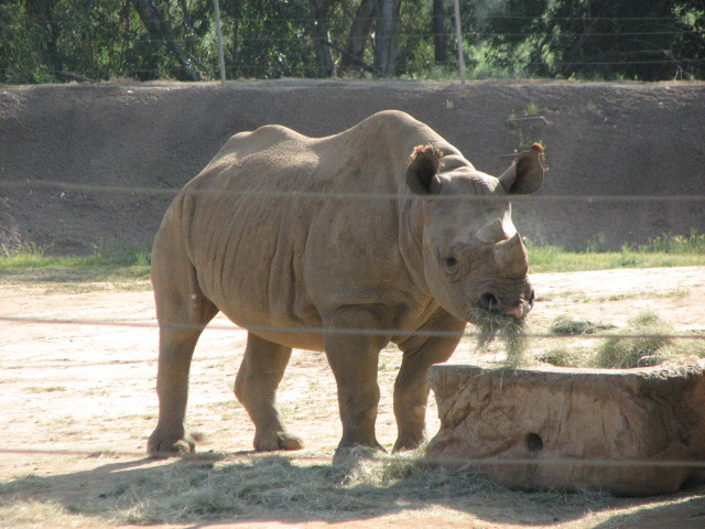 Eastern black rhinoceros
