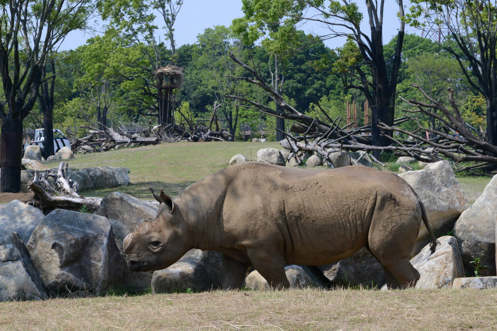 Eastern black rhinoceros