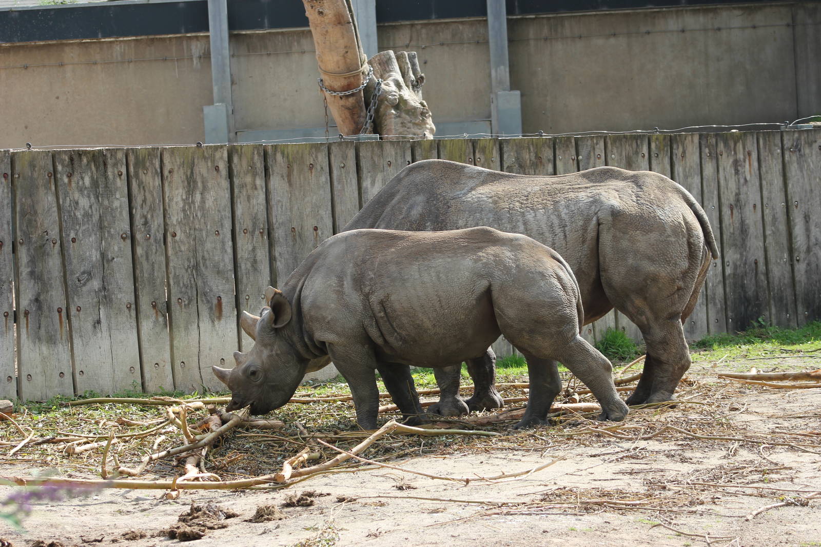 Eastern black rhinoceros
