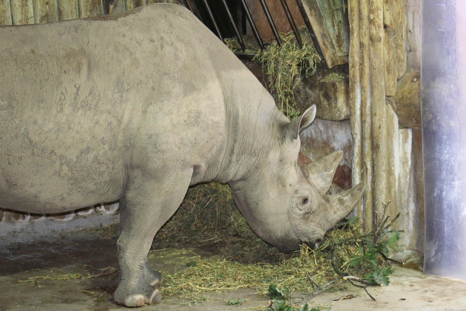 Eastern Black Rhinoceros