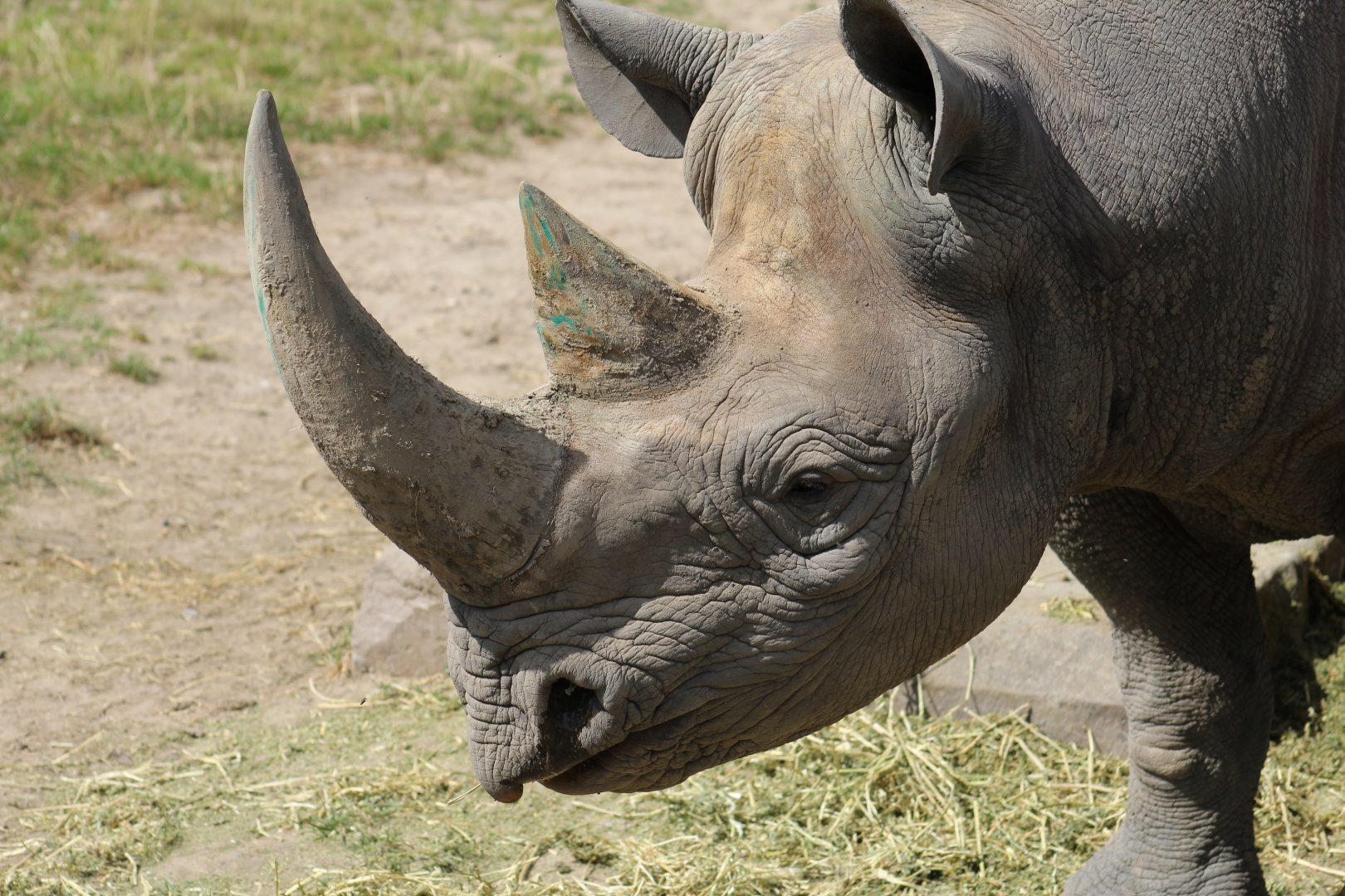 Eastern Black Rhinoceros