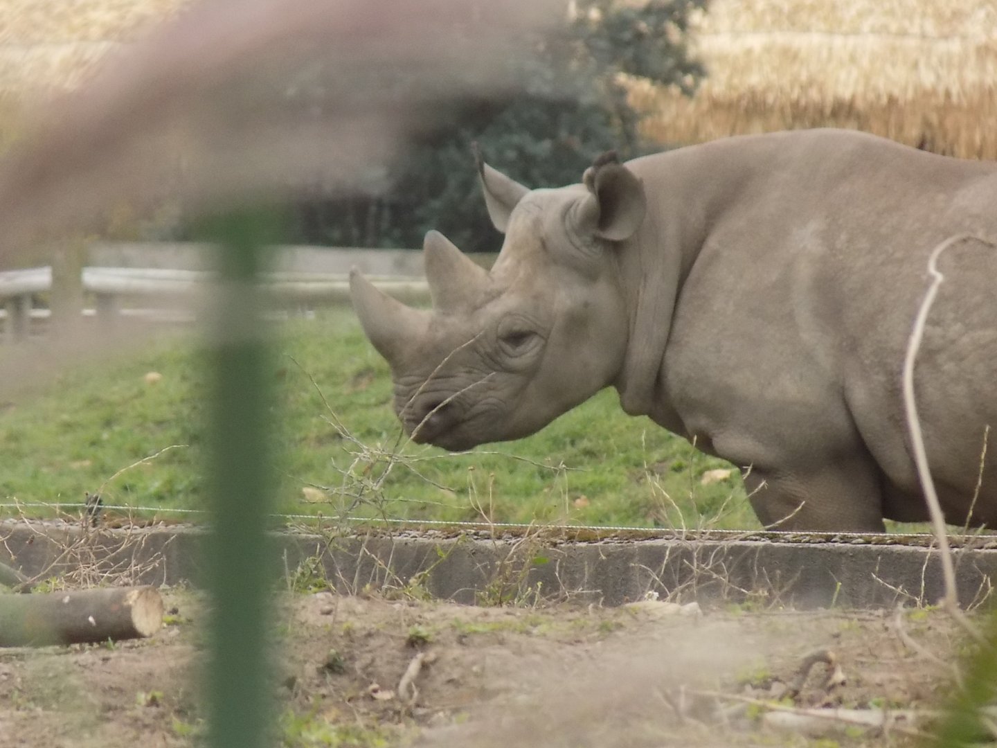 Eastern Black Rhinoceros