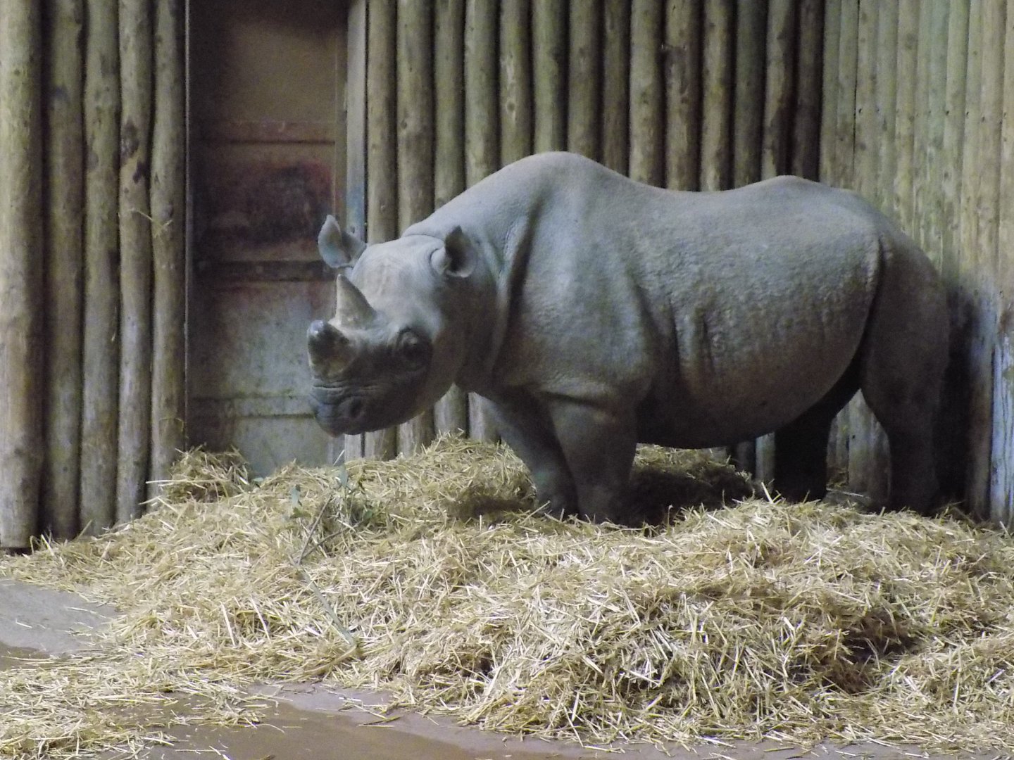 Eastern Black Rhinoceros