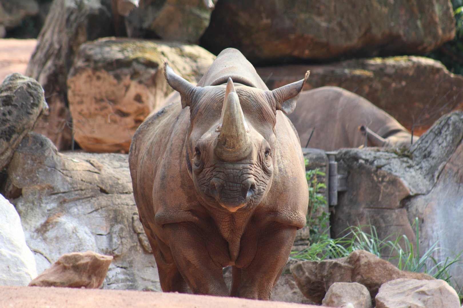 Eastern Black Rhinoceros