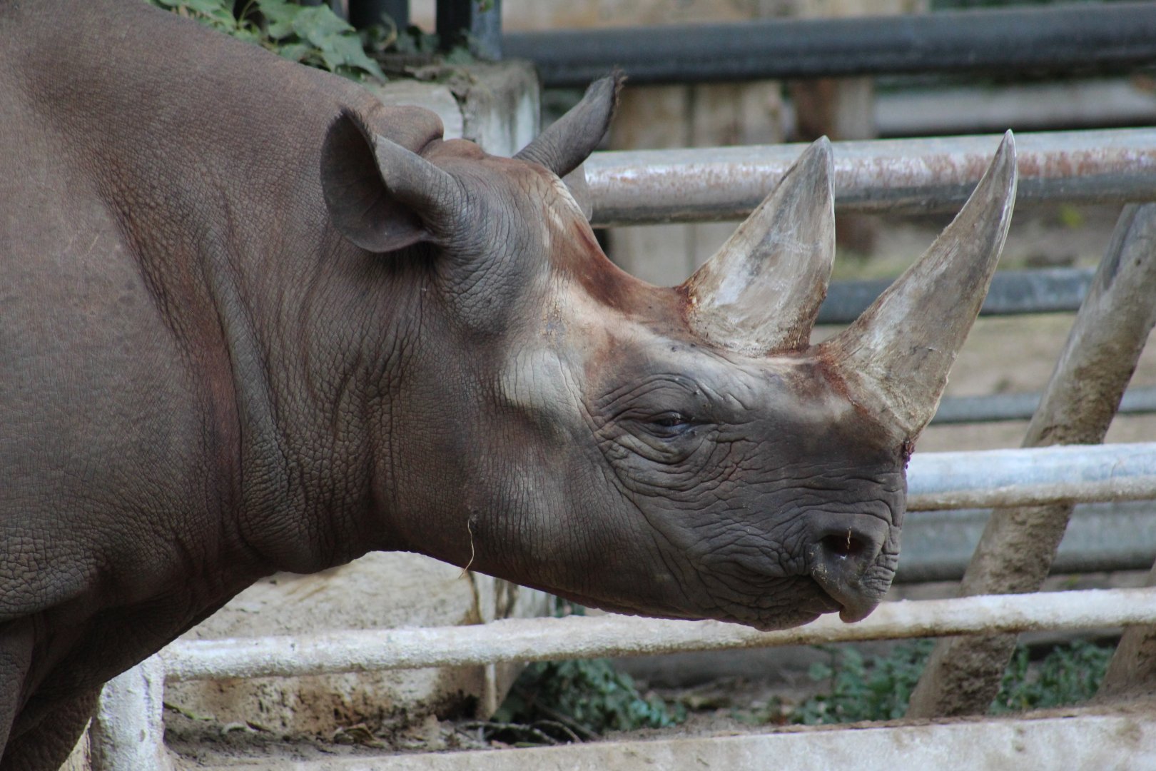 Eastern Black Rhinoceros