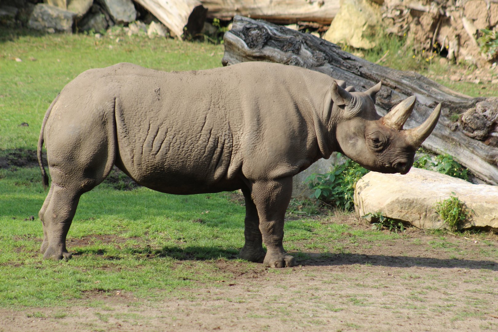 Eastern Black Rhinoceros