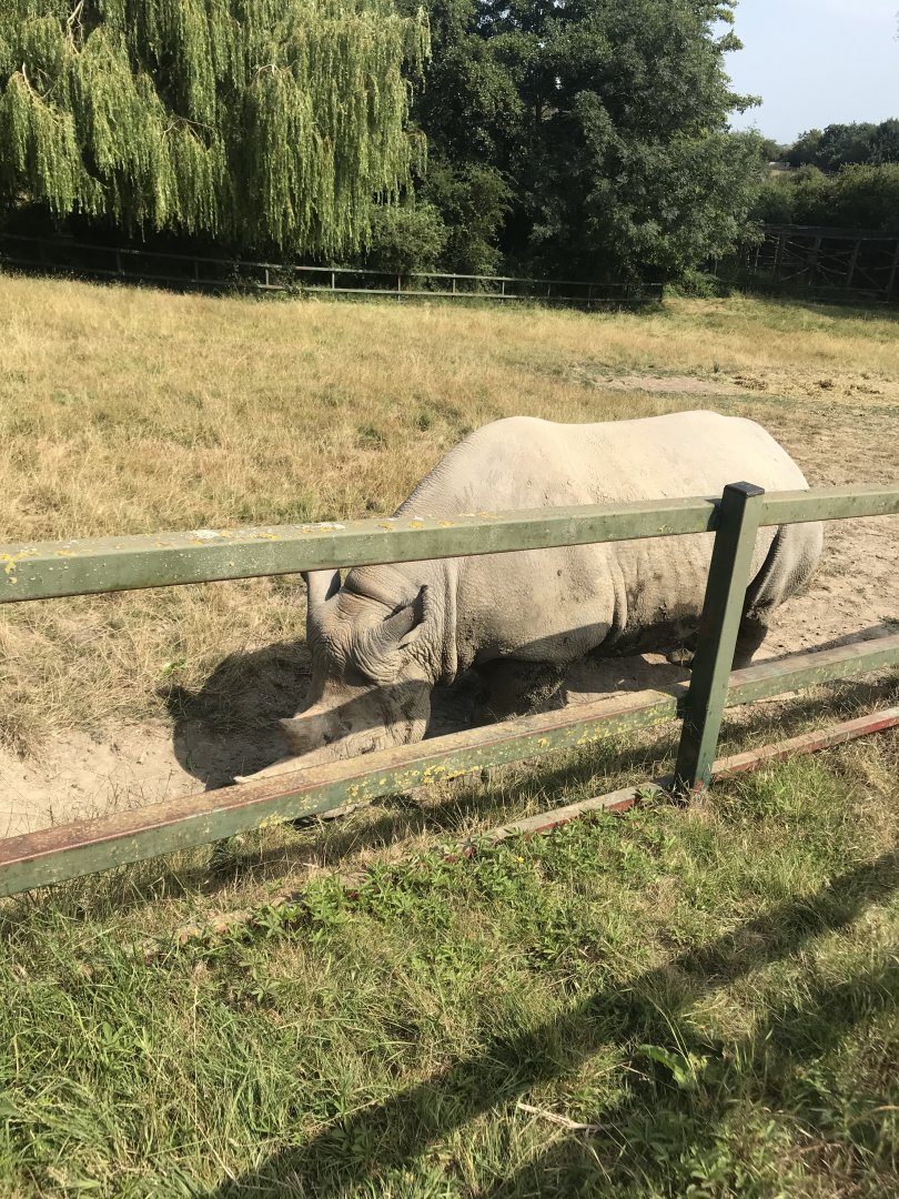 Eastern Black Rhinoceros