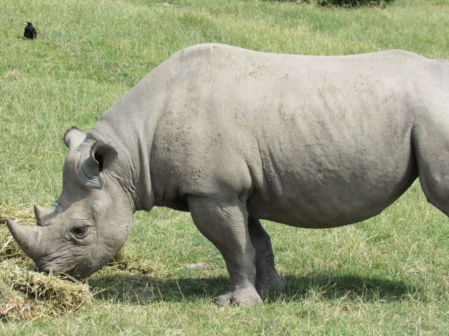 Eastern Black Rhinoceros