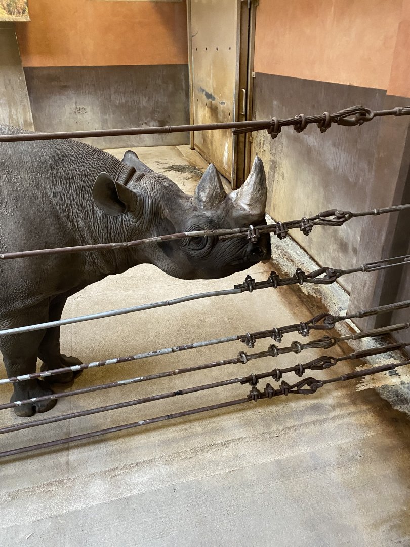 Eastern Black Rhinoceros