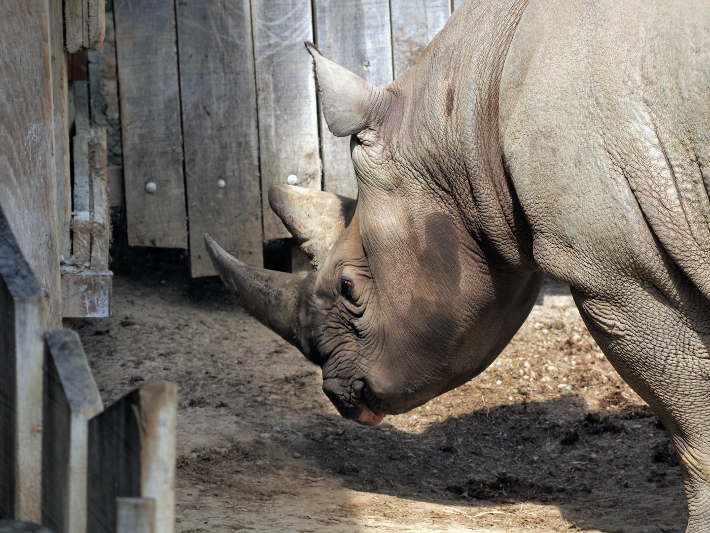 Eastern black rhinoceros