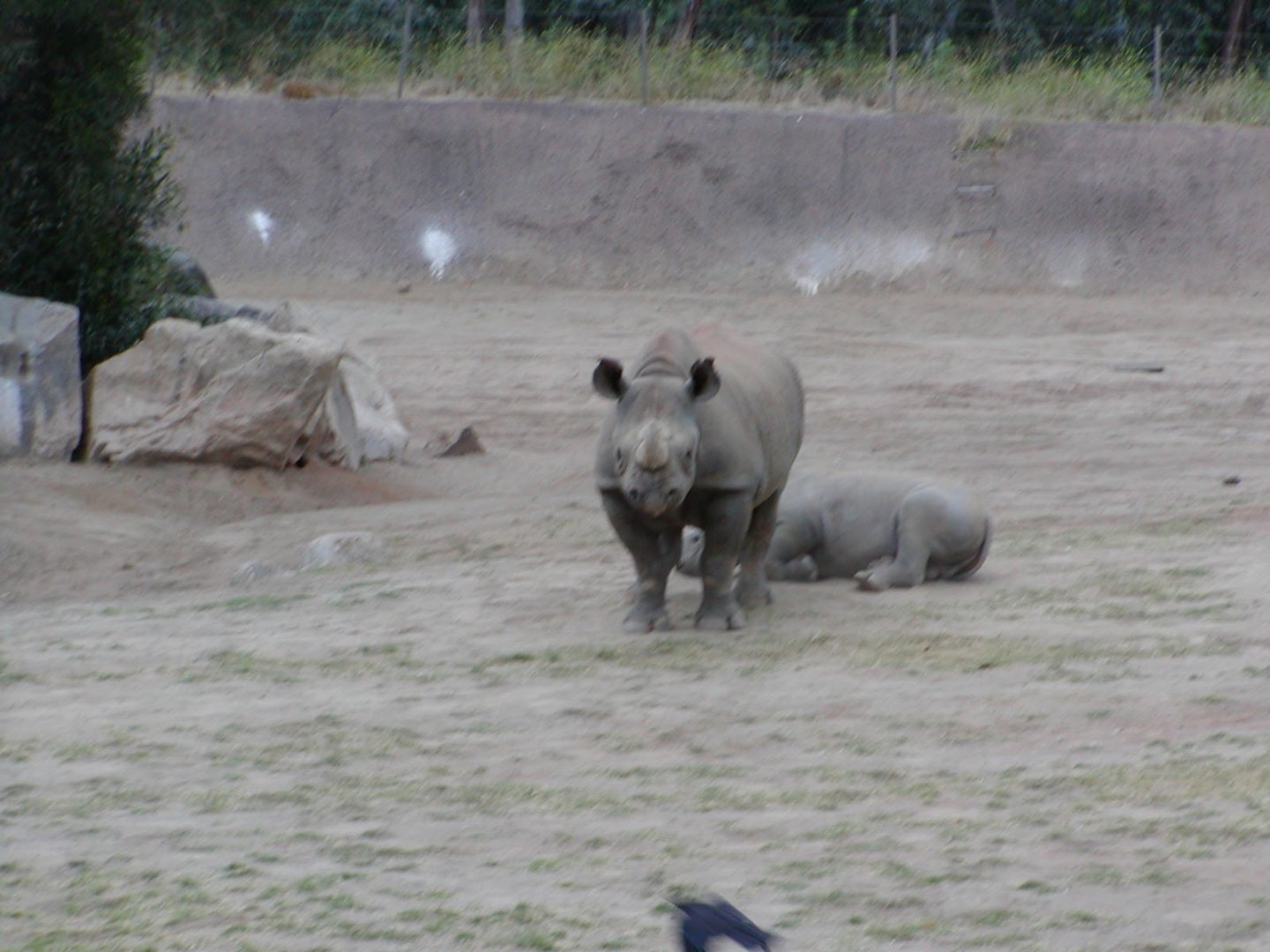 Eastern Black Rhinoceros