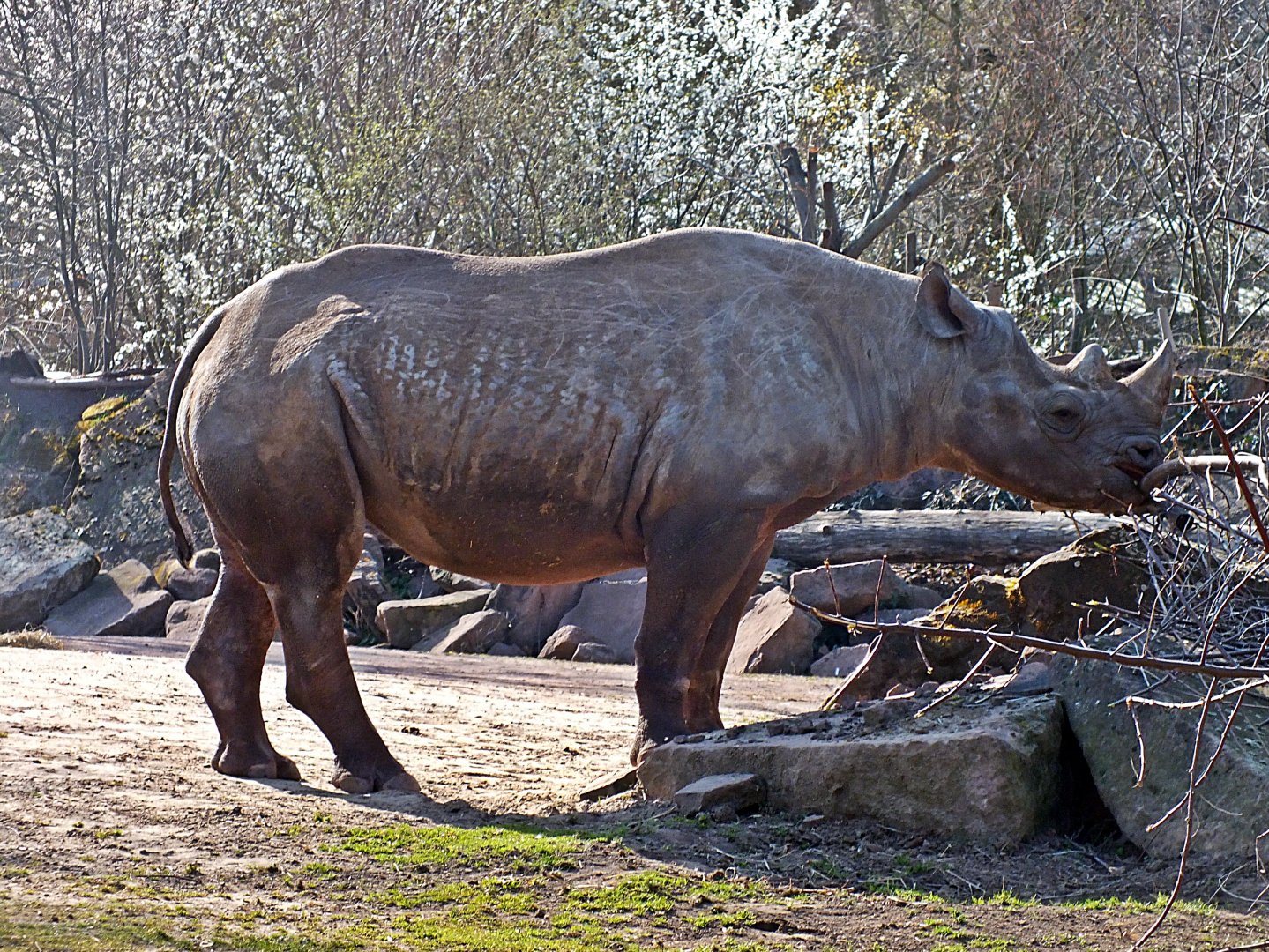 Eastern black rhinoceros