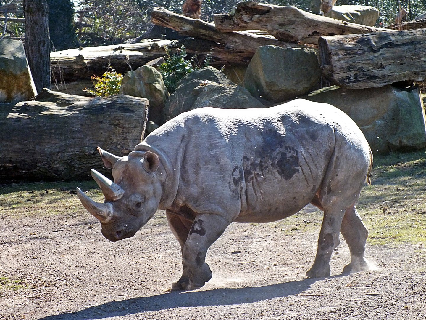 Eastern black rhinoceros