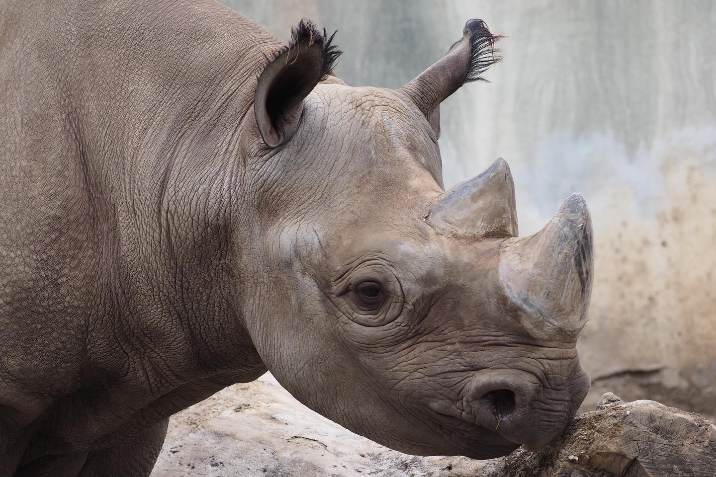 Eastern black rhinoceros