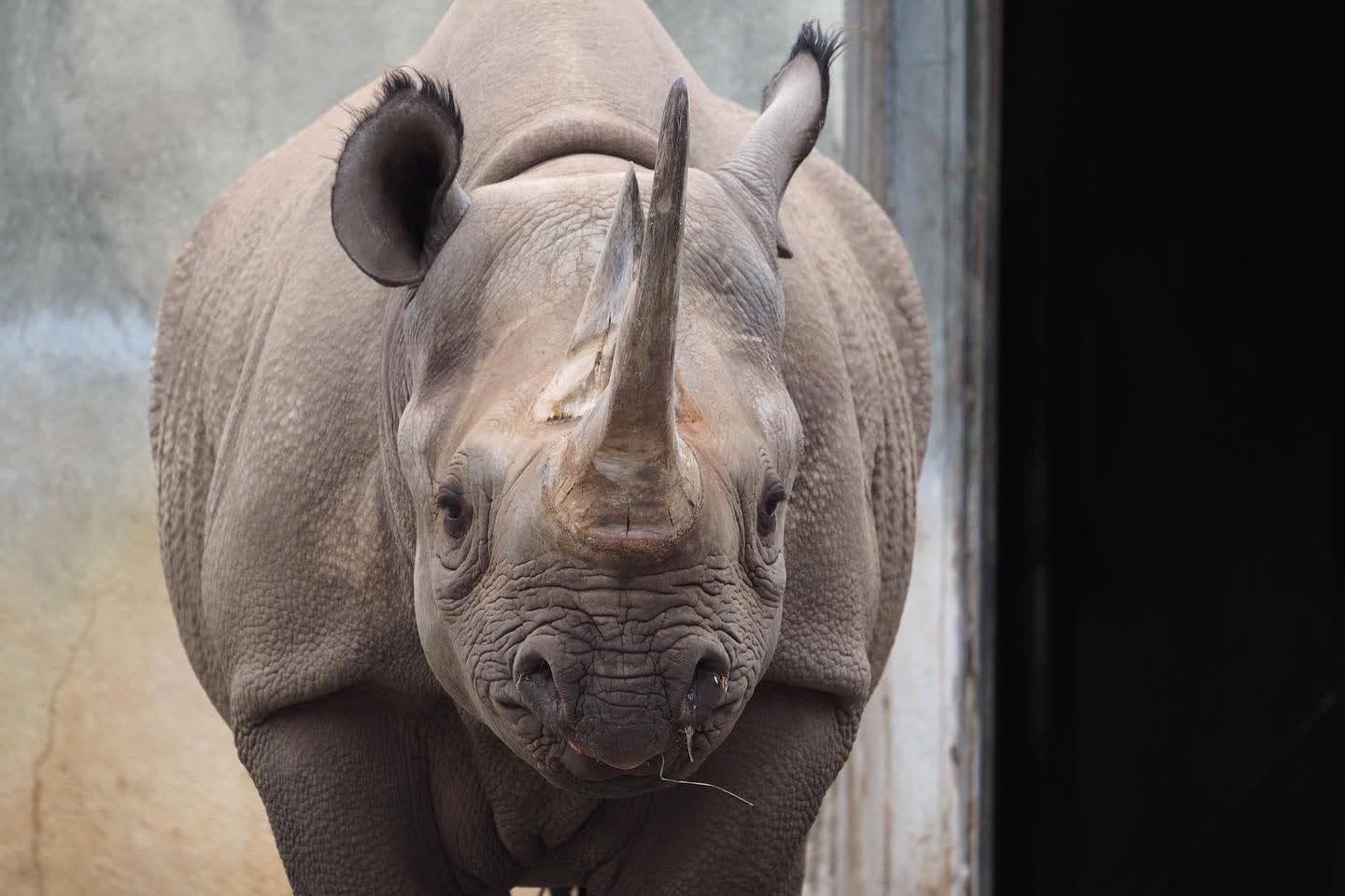 Eastern black rhinoceros