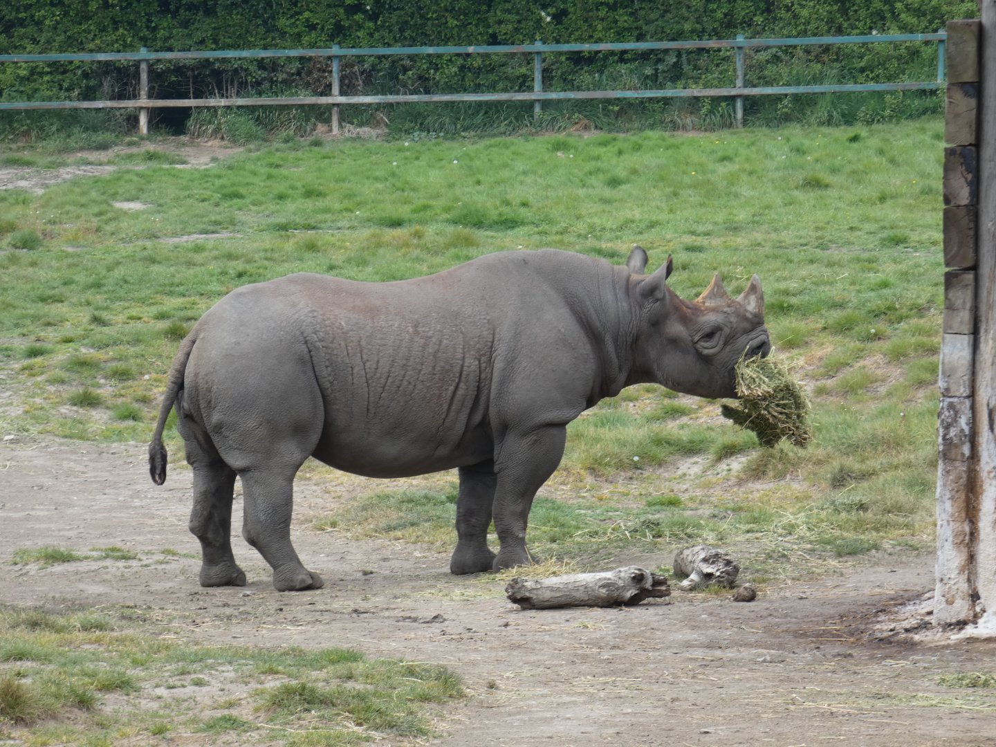 Eastern black rhinoceros