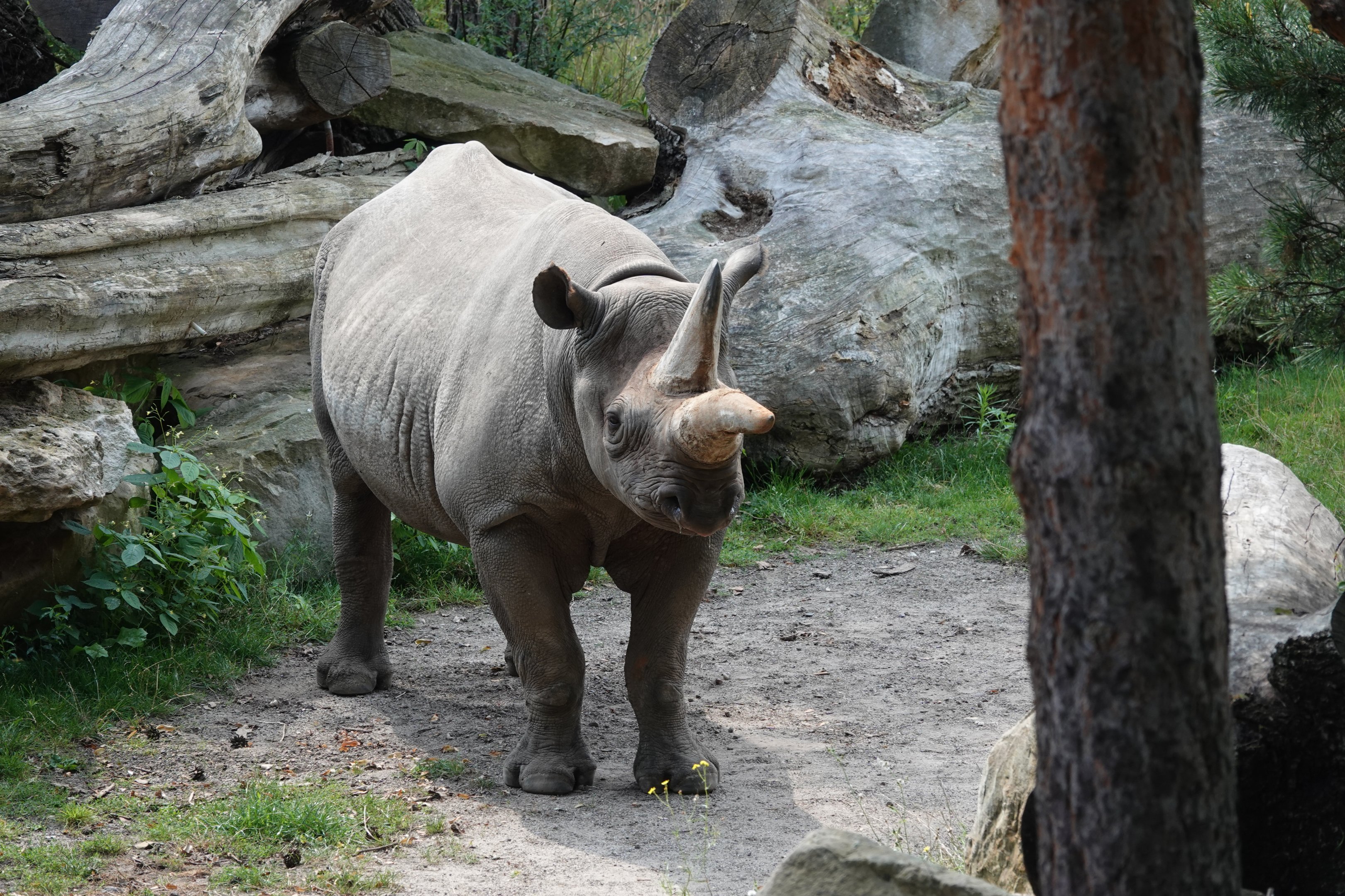 Eastern black rhinoceros