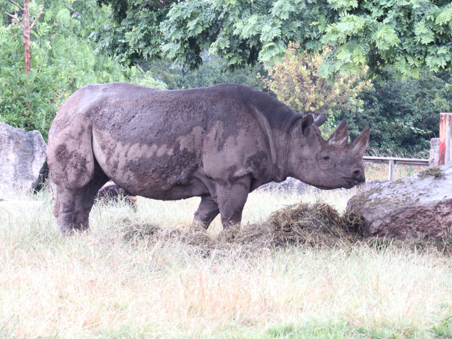 Eastern Black Rhinoceros