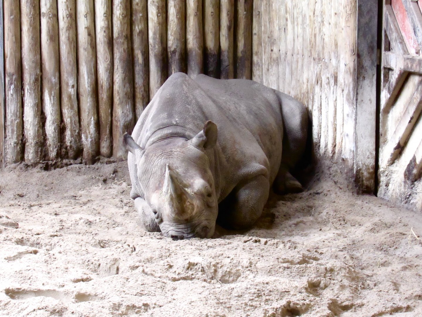 Eastern Black Rhinoceros
