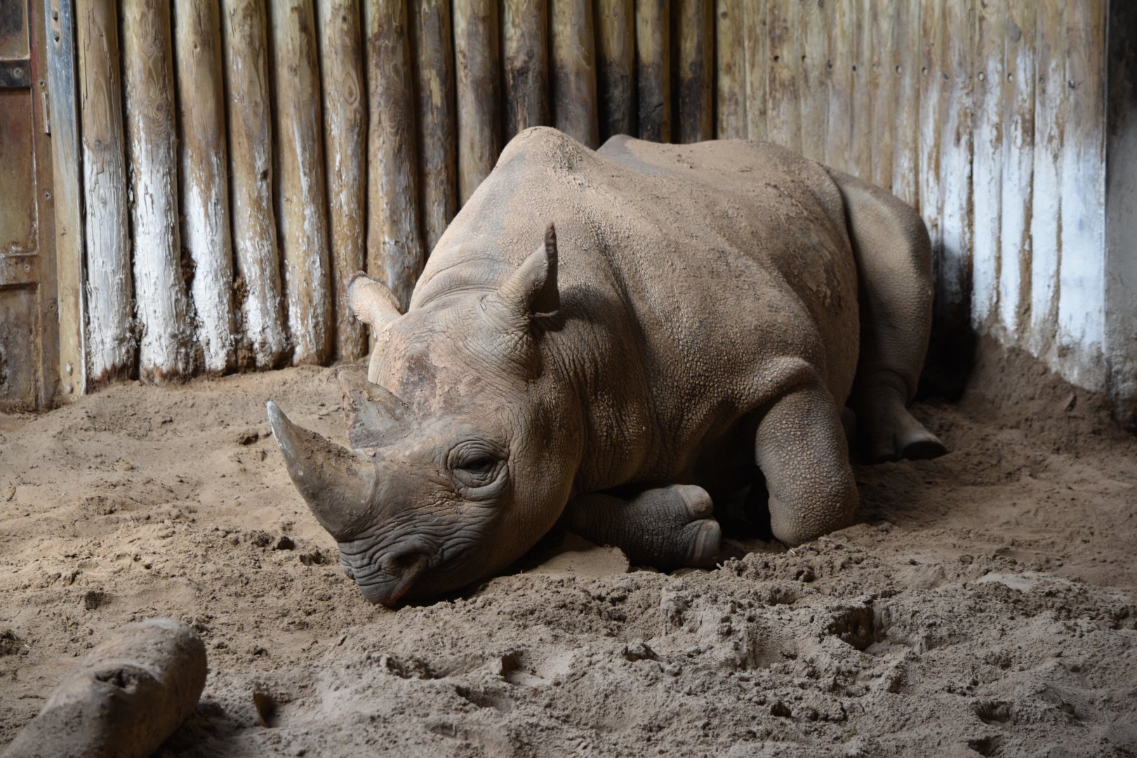 Eastern black rhinoceros