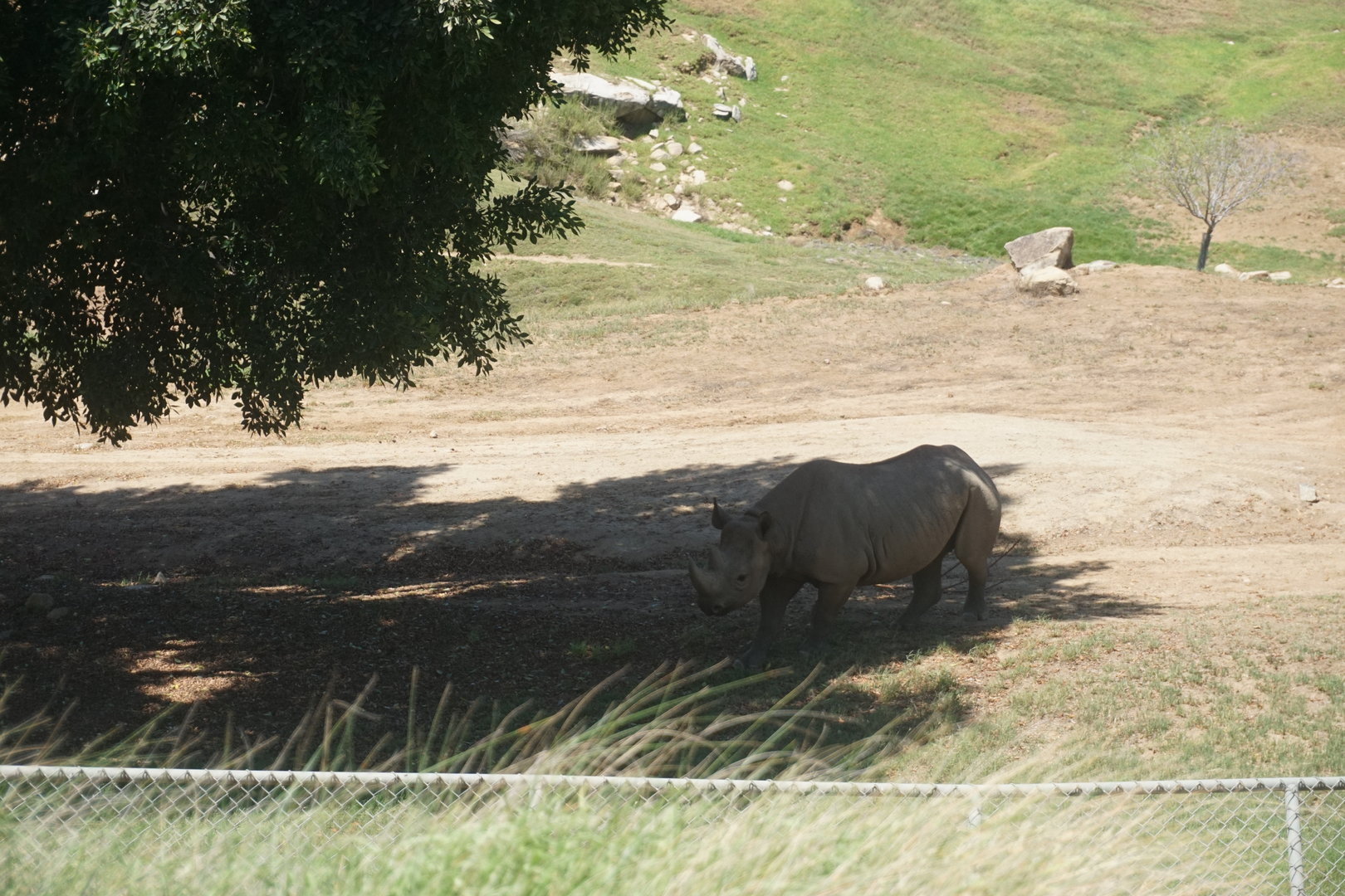 Eastern Black Rhinoceros
