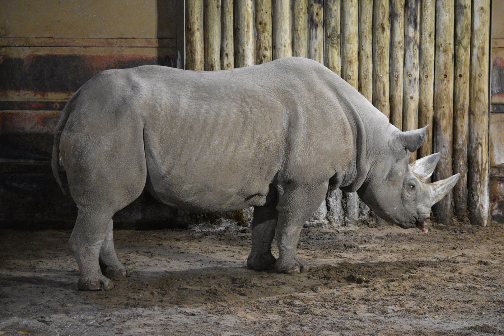 Eastern black rhinoceros