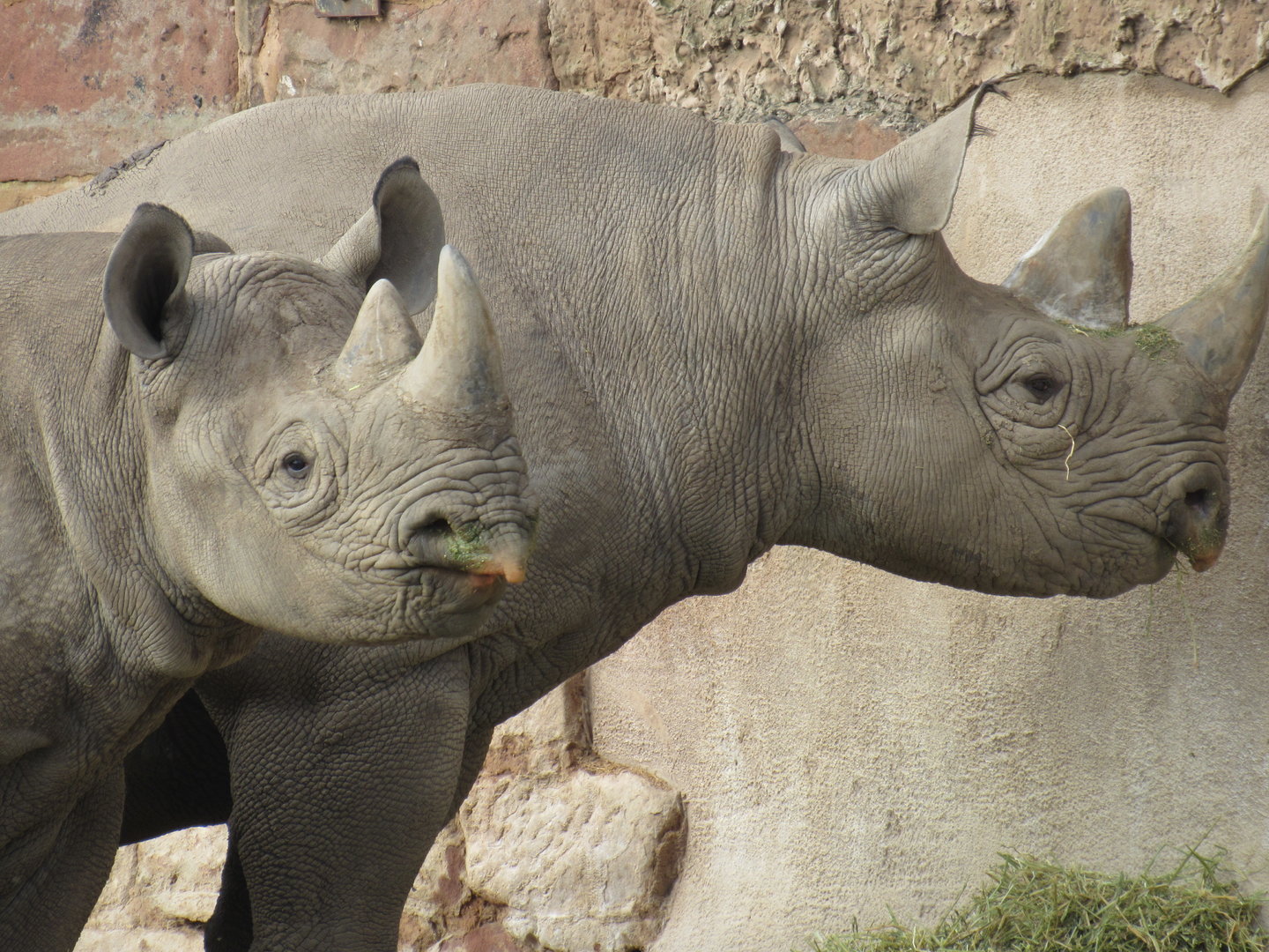 Eastern Black Rhinoceros