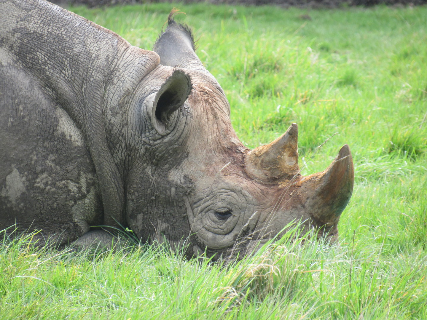 Eastern Black Rhinoceros